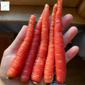 cà rốt đỏ