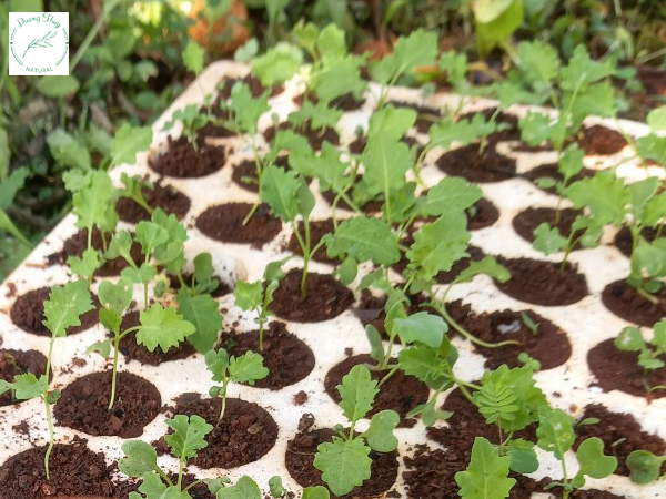 Cách trồng cải xoăn kale