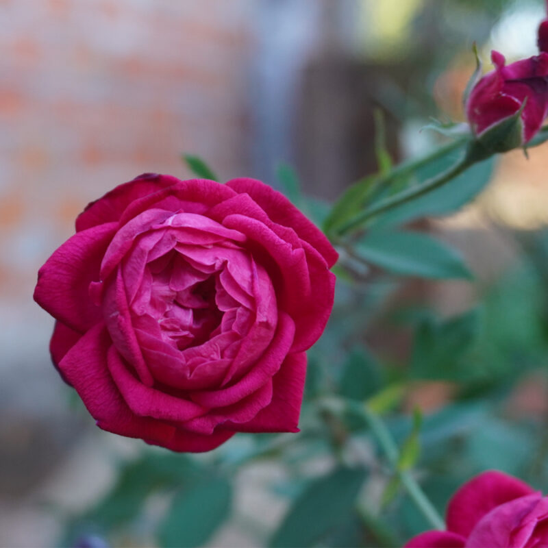 Hoa hồng cổ quế son đỏ