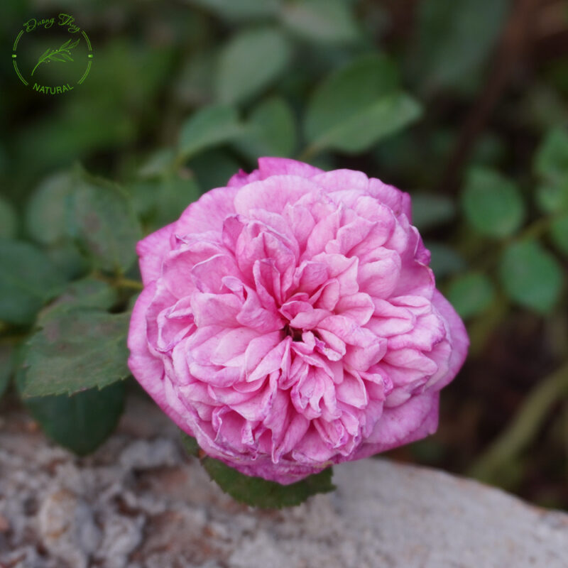 Hoa hồng cổ Sapa đẹp và siêng hoa