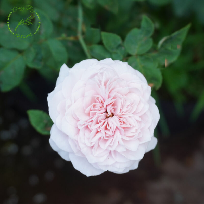 Hoa hồng cổ vân khôi có vẻ đẹp thanh khiết